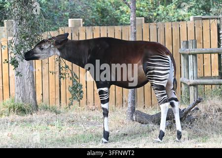 Okapi (Okapia johnstoni) mangeant des feuilles d'arbre au Zoo de Londres Banque D'Images