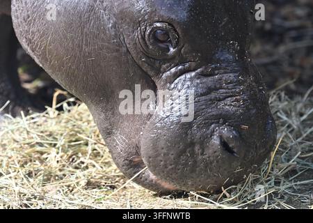 gros plan d'un hippopotame pygmée (Choeropsis liberiensis) mangeant du foin au soleil au zoo de Londres Banque D'Images
