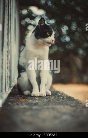 Chat noir et blanc aux yeux jaunes assis sur un rebord en béton. Banque D'Images