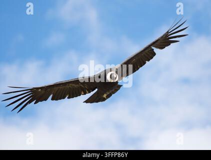 Prise de vue en contre-plongée d'une femelle condor des Andes adulte en vol plané Banque D'Images