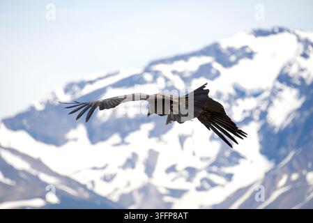 Condor des Andes juvénile femelle planant et frémissant de ses plumes de queue avec des montagnes enneigées en arrière-plan Banque D'Images