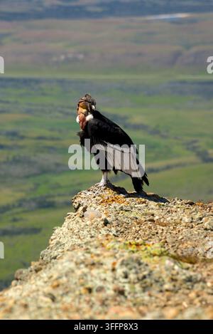 Condor des Andes mâle adulte debout au bord d'une paroi rocheuse. Banque D'Images