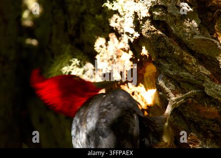 Mâle adulte de pic de Magellan perçant un trou dans un arbre. Banque D'Images