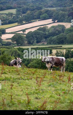 Deux vaches Longhorn anglaises aux cornes courbées distinctives se tiennent dans un champ herbeux, surplombant un paysage rural pittoresque avec des champs cultivés et des arbres Banque D'Images