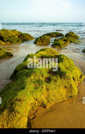Rocks couverts d'algues vertes posés dans un sable humide ondulé sur une plage de marée à marée basse, texture et motifs côtiers naturels sous une lumière chaude du soleil, vue de dessus Banque D'Images