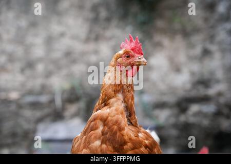 Portrait en gros plan d'une poule brune à comb rouge debout à l'extérieur dans une ferme biologique de campagne, représentant l'élevage de volaille durable, en plein air Banque D'Images