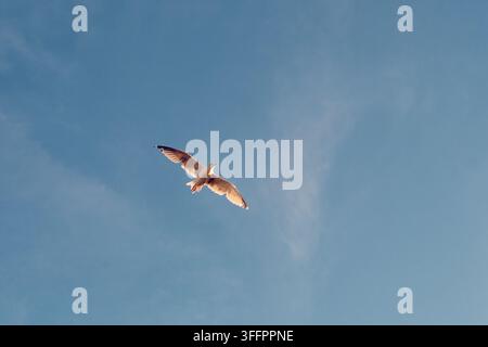 Une mouette solitaire plane avec les ailes déployées sous des nuages blancs doux dans un ciel bleu clair, capturée dans une lumière chaude lors d'un moment paisible de la côte Banque D'Images
