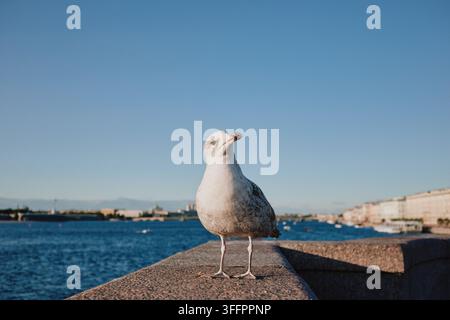Une mouette se tient sur un mur de port ensoleillé à côté d'une eau bleue calme, avec des bâtiments lointains et un ciel clair créant une scène paisible de ville côtière. Banque D'Images