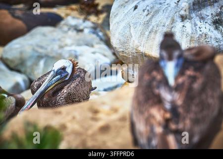 Un pélican de Californie repose tranquillement sur une plage de sable à La Jolla avec de gros rochers érodés par l'océan et un autre pélican flou au premier plan. Lumière du soleil Banque D'Images