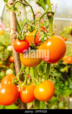 Close-up de fruits de tomates rouges et oranges mûrs poussant sur la vigne à l'intérieur d'une serre, illustrant la culture biologique, l'horticulture, les produits frais et s Banque D'Images