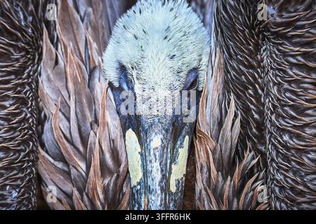 Un gros plan détaillé du visage et des plumes d'un pélican capture les textures uniques de cet animal côtier. Les motifs complexes évoquent la beauté sauvage Banque D'Images