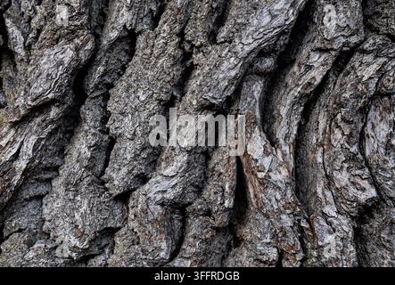 Gros plan d'écorce d'arbre texturée Banque D'Images