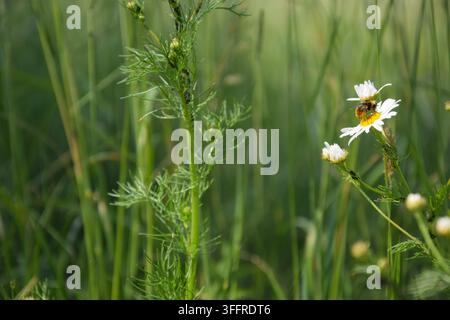 Abeille collectant du nectar d'une marguerite oxypode Banque D'Images