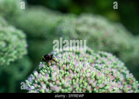 Abeille se nourrit d’un groupe de fleurs en pleine floraison pendant la pollinisation, avec un fond flou de verdure de jardin. Bourdon plane au-dessus de bouquets denses de boutons et de fleurs pastel Banque D'Images