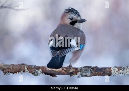 Un magnifique geai eurasien (Garrulus glandarius) posé sur une branche enneigée dans une forêt hivernale, regardant en arrière. Banque D'Images