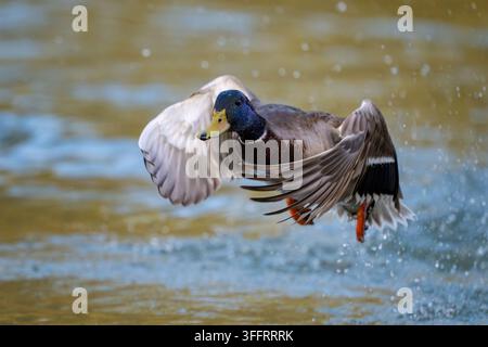 Un mâle canard colvert (Anas platyrhynchos) coloré explose dans son envol et décolle d'un étang avec des éclaboussures d'eau. Banque D'Images