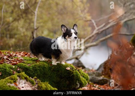Un Corgi noir et blanc se tient en alerte sur un rocher couvert de mousse sous une lumière dorée de la forêt. L'arrière-plan est rempli de feuilles jaunes et d'arbres flous. Banque D'Images