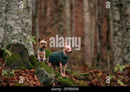 Un Yorkshire Terrier et un American Hairless Terrier s'arrêtent sur des racines moussues parmi les feuilles tombées. La forêt silencieuse enveloppe les chiens dans des tons chauds de terre. Banque D'Images