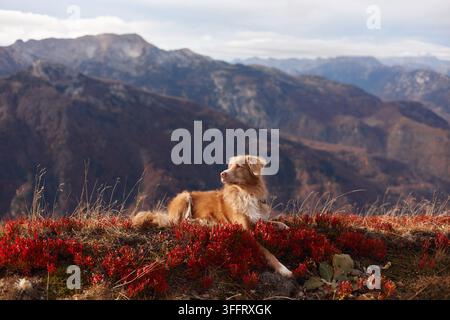 Un Nova Scotia Duck Tolling Retriever repose paisiblement sur une crête montagneuse entourée de buissons rouges d'automne. Les sommets lointains et la lumière fraîche mettent en valeur Banque D'Images