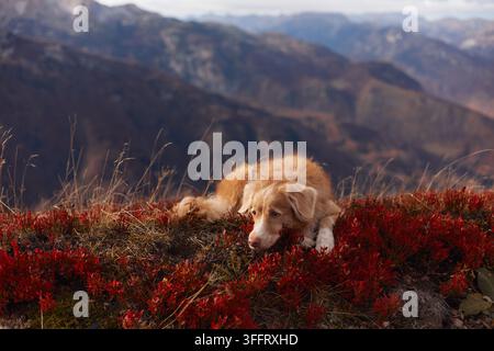 Un Nova Scotia Duck Tolling Retriever repose parmi de l'herbe rouge avec des pics bleus loin derrière. L'encadrement montre la douceur et l'harmonie de la nature Banque D'Images