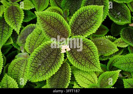Vue détaillée par le dessus des feuilles de Pilea involucrata vert foncé texturées avec des bords vert vif dentelés et de minuscules fleurs rose pâle Banque D'Images