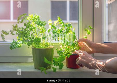 Person s'occupant de plants de persil et de menthe en pot sur un rebord de fenêtre ensoleillé, promouvant le jardinage domestique, les herbes fraîches et une vie durable. Banque D'Images