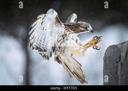 Cliché d'action dramatique d'un faucon à queue rousse adulte (Buteo jamaicensis) en plein vol, étendant ses serres acérées et déployant ses puissantes ailes ju Banque D'Images