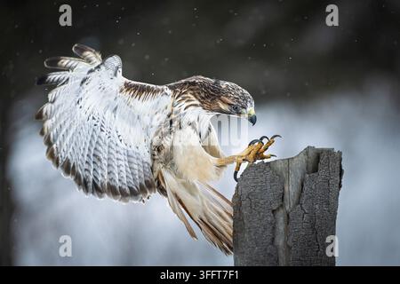 Cliché d'action dramatique d'un faucon à queue rousse adulte (Buteo jamaicensis) en plein vol, étendant ses serres acérées et déployant ses puissantes ailes ju Banque D'Images