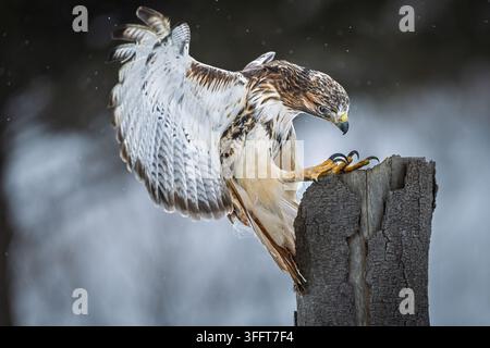 Cliché d'action dramatique d'un faucon à queue rousse adulte (Buteo jamaicensis) en plein vol, étendant ses serres acérées et déployant ses puissantes ailes ju Banque D'Images