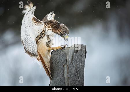 Cliché d'action dramatique d'un faucon à queue rousse adulte (Buteo jamaicensis) en plein vol, étendant ses serres acérées et déployant ses puissantes ailes ju Banque D'Images