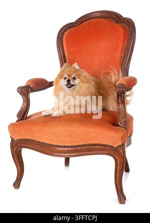 Spitz sur fauteuil in front of white background Banque D'Images