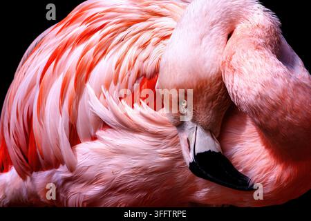 Ces oiseaux échassiers élégants se trouvent principalement en Afrique et en Amérique. Les flamants roses sont célèbres pour leurs plumes rose vif et leurs pattes en échasses. Banque D'Images