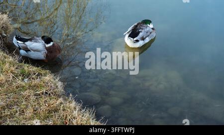 Deux beaux canards colverts mâles (Anas platyrhynchos) se reposent paisiblement ; l'un est assis sur la rive herbeuse tandis que l'autre flotte sur l'eau claire et calme W Banque D'Images