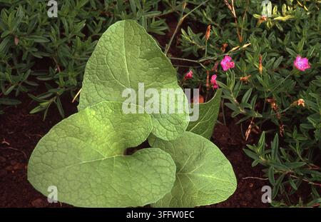 GROS PLAN DES GRANDES FEUILLES DE L'ARBRESSE (ARCTIUM LAPPA) ÉGALEMENT CONNUE SOUS LE NOM DE BOUTONS DE BÉGARS OU ARBRESSE DE LAPPA. AUSTRALIE. Banque D'Images