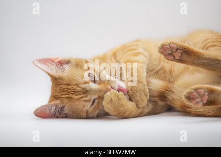 Joli chat roux allongé sur un fond blanc tout en se nettoyant la patte. Animal domestique détendu se toilettant, montrant un comportement joueur et calme. Studio Banque D'Images