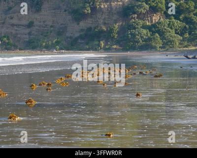 Plage côtière à marée basse avec du sable sombre mouillé, des amas d'algues dorées, des flaques réfléchissantes et des falaises sédimentaires stratifiées couvertes d'arbres côtiers verts. Banque D'Images