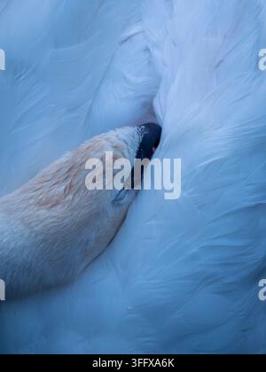 Gros plan par-dessus d'un cygne trompette dormant avec son bec enfoncé dans son plumage dorsal. Banque D'Images