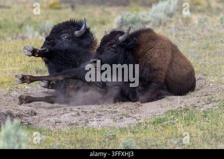 Cliché d'action d'un bison d'Amérique roulant sur le dos avec les sabots en l'air tout en prenant un bain de poussière dans la vallée de Lamar, Yellowstone. Banque D'Images