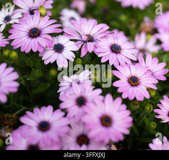 Grappille de fleurs d’Osteospermum marguerite africaine violettes et lavande en pleine floraison avec des centres de disque bleu foncé et des étamines jaunes, cadre de jardin. Banque D'Images