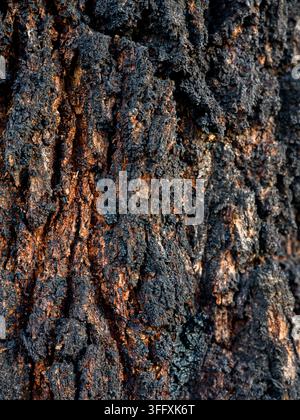 Gros plan extrême d'écorce d'eucalyptus à écorce de fer sombre profondément rainurée montrant une texture en relief dramatique avec des tons orange-brun chauds, Victoria, Australie. Banque D'Images
