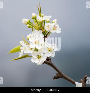 Gros plan de fleurs de poirier blanches fraîches et de boutons non ouverts sur une branche fine, isolés sur un fond gris doux avec espace de copie. Banque D'Images