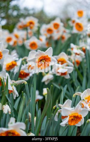 Close-up de jonquilles blanches (Narcissus) avec centres en trompette orange en pleine floraison, Oxfordshire, Angleterre, Royaume-Uni Banque D'Images