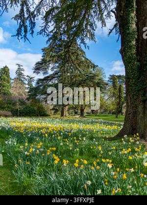 Une prairie de jonquilles jaunes et blanches sous des cèdres matures dans un parc aménagé près des Cotswolds, Oxfordshire, Angleterre, Royaume-Uni Banque D'Images