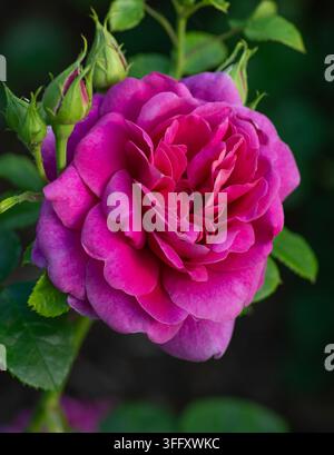 Rosa 'Princess Anne' (également connu sous le nom de AUSkitchen), rose rose, cultivée par le rosiériste britannique David C. H. Austin Banque D'Images