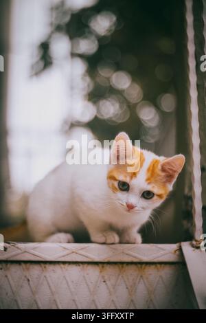 Chat tigré blanc et orange assis sur une surface texturée. Banque D'Images
