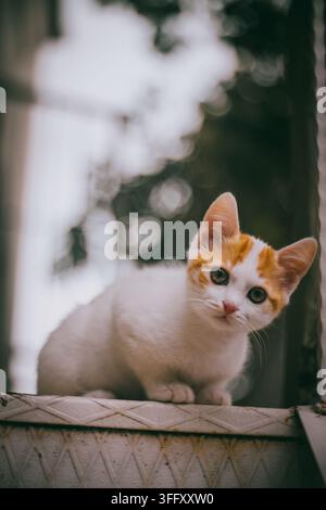 Chaton blanc et roux aux yeux verts assis sur une surface texturée. Banque D'Images