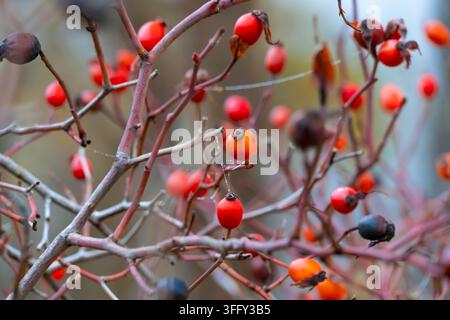 Close-up de baies de rose rouge vif suspendues à des branches sauvages lors d'un matin brumeux d'automne dans les bois, créant une atmosphère saisonnière sombre Banque D'Images