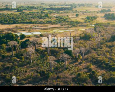 Vue aérienne de l'iconique Avenue des Baobabs avec des baobabs imposants disséminés à travers le paysage sec, une végétation luxuriante et des terres agricoles Banque D'Images