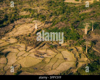Vue aérienne des arbres baobabs emblématiques se dressant dans les champs secs de l'Avenue des Baobabs, avec les parcelles agricoles environnantes et la végétation luxuriante Banque D'Images