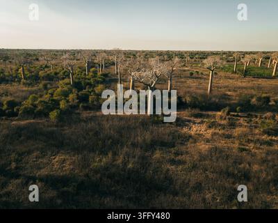 Vue aérienne des baobabs emblématiques dressés dans le paysage sec de l'Avenue des Baobabs à Morondava, Menabe, Madagascar. Banque D'Images